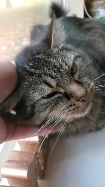 Peter loving his ear rubs