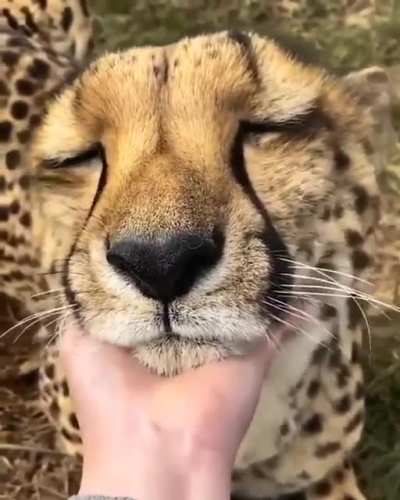 Apparently it's caturday