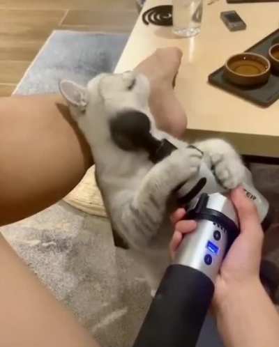 My turn hyooman!