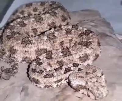 That is not a spider on the snake's tail