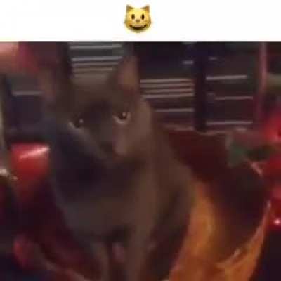 😺