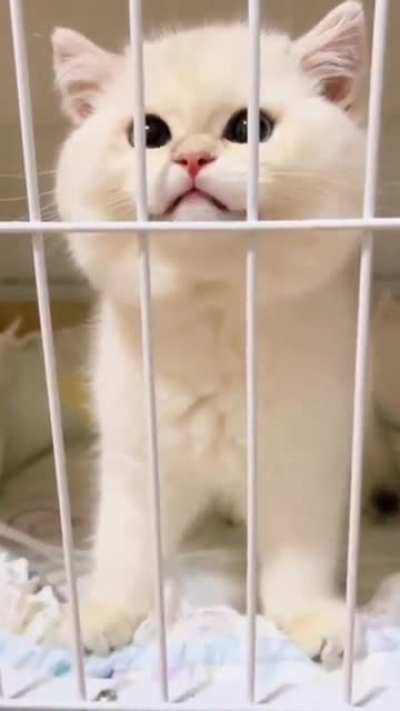 Meooooow meee-