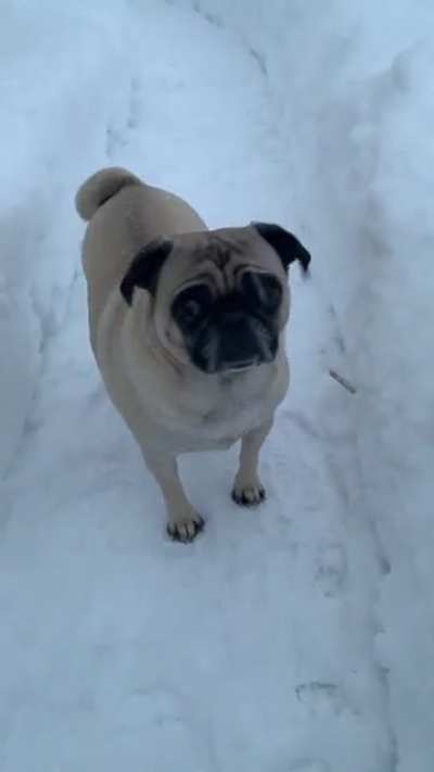 Syd has never seen this much snow!