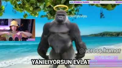 rip harambe