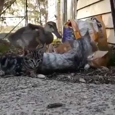 "Yes! I am also a Cat. Do not doubt it"
