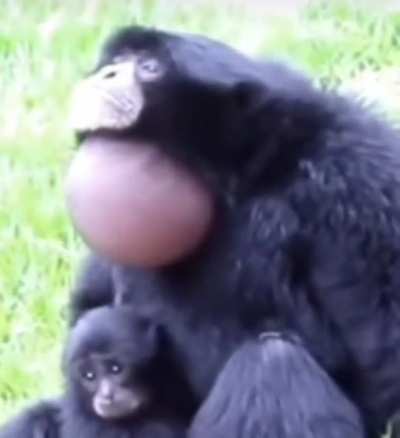 Monkey go AAAAAA