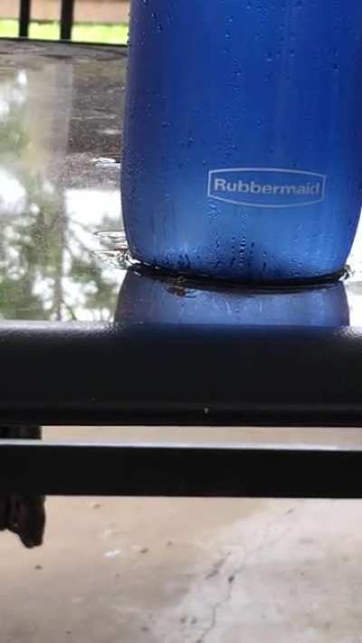 I love this video I caught of a spider attacking my water bottle but don&rsquo;t know where to put it