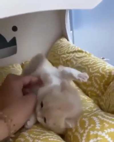 Cute Shrimp