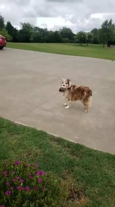 If she doesn't bark, there's no mail.