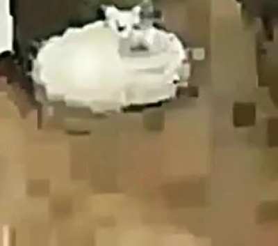 catroomba
