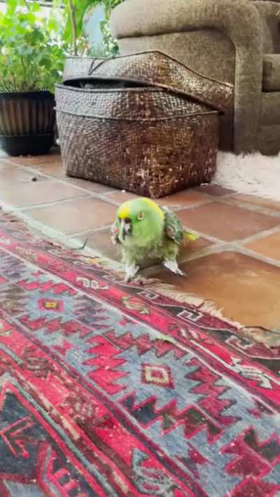 Bird telling human he won't hurt them 🤣🤣🤣🤣