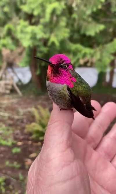 The iridescence of a male Anna&rsquo;s Hummingbird (Calypte Anna)