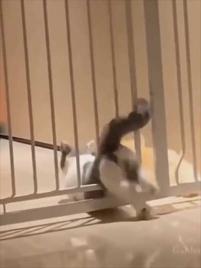 Cat Vs Gate