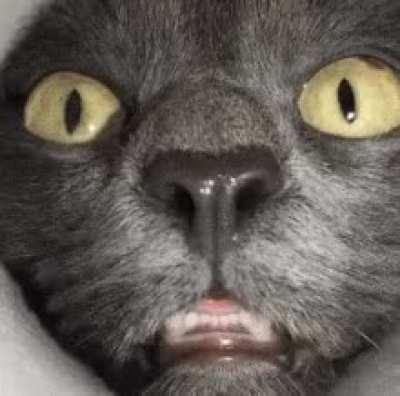 Cat sniffing the inside of a pringles can