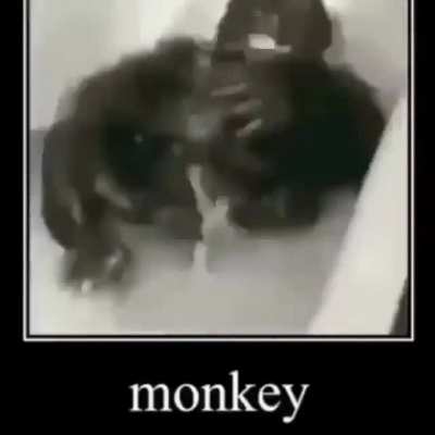 monkey