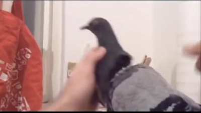 Pigeon