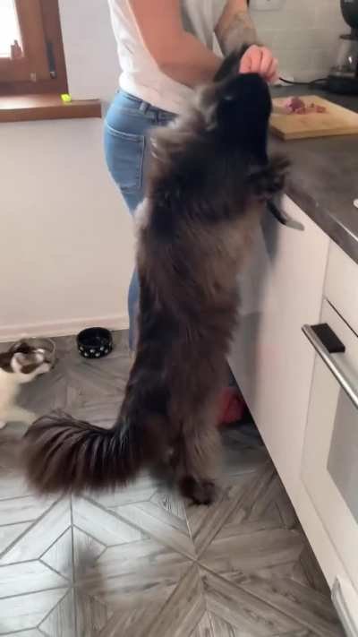 of a Maine Coon
