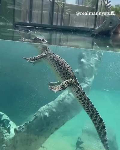 I think he&rsquo;s done swimming