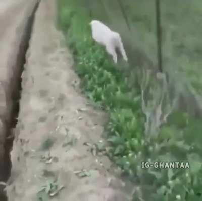 SHEEP MP4
