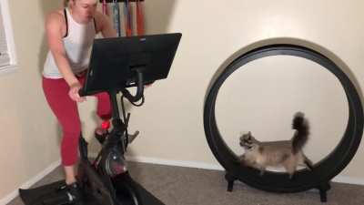 Pippa is the best workout buddy until she loses her chicken-herring pat&eacute; 😻🤮