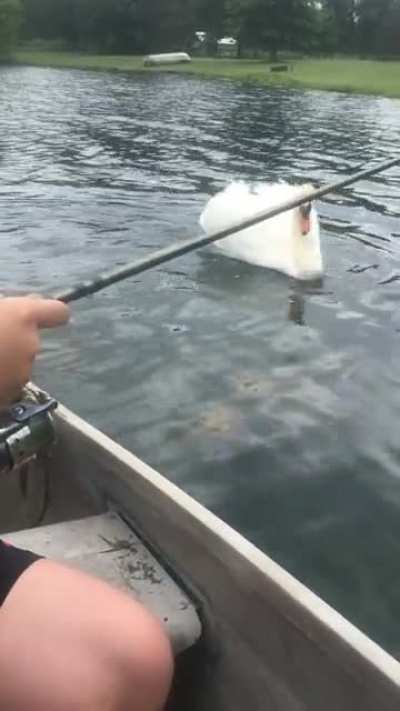 Swan wouldn&rsquo;t leave us alone