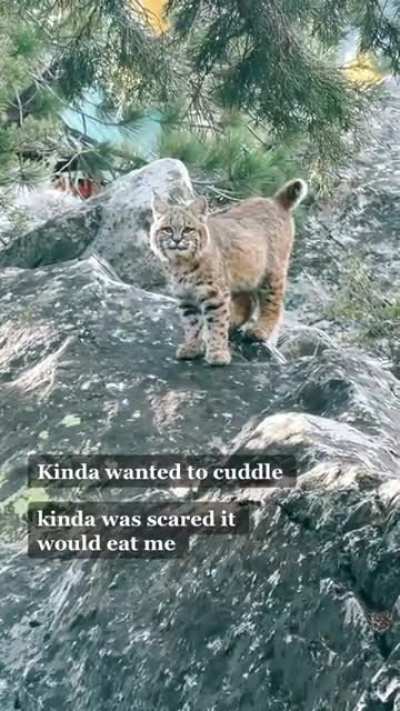 Котик