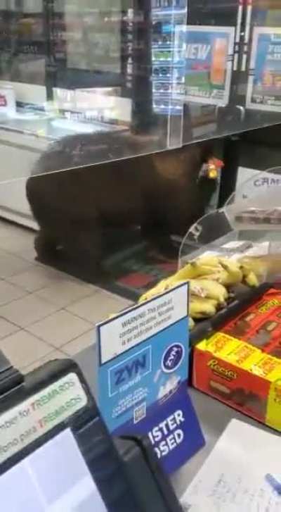 Bear goes shopping