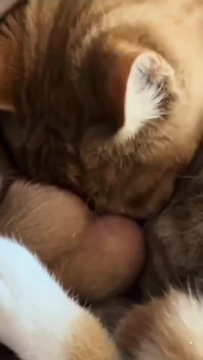 Freakus pillow