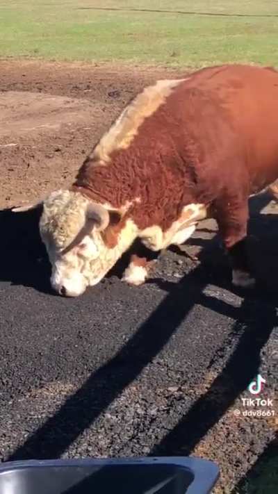 Do perfectly cut MOO&rsquo;s count?