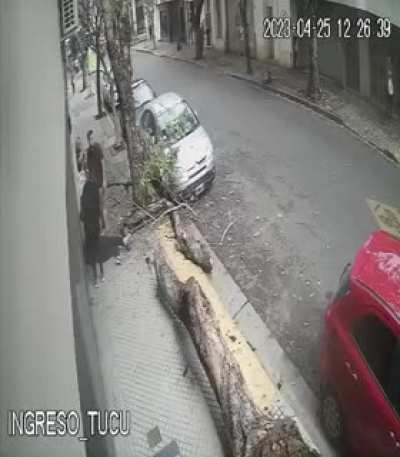 Rosario: Una mujer caminaba por la vereda y se le cayó un arbol en la cabeza