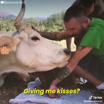 Holy cow 