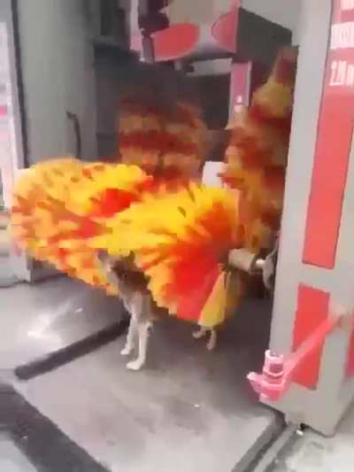 Doggo wash