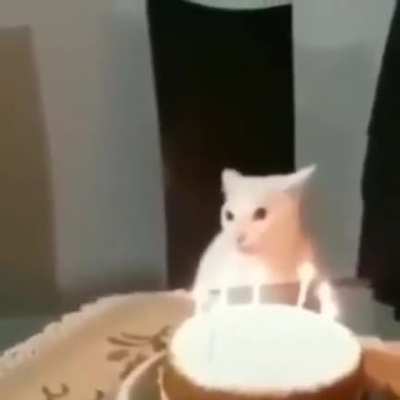 nem o gato escapa