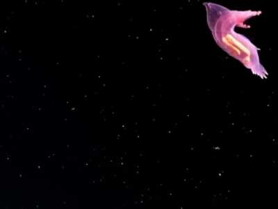 Meet the Headless Chicken Monster A sea cucumber that flies through the deep ocean at 19,000 feet.