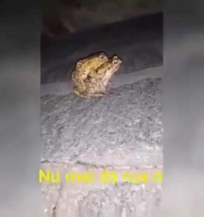 sapo fudenu! 