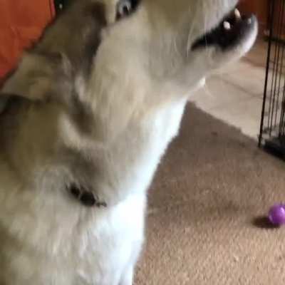 NO, you get the ball!