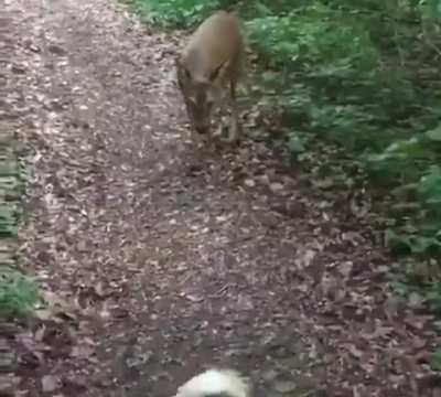 Bambi is evil