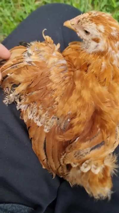 My chicks weird wing