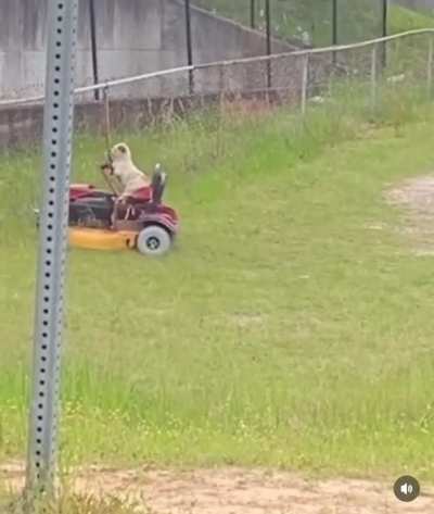 Dog doing doggo things