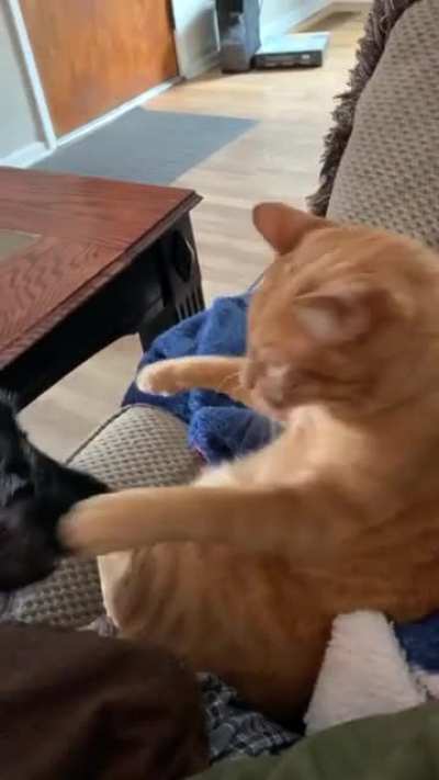 Come at me bro!
