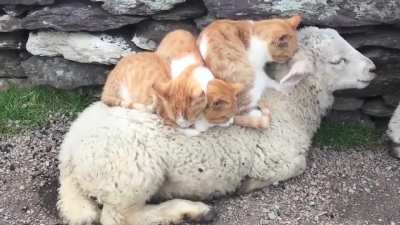 If we fits, we sits
