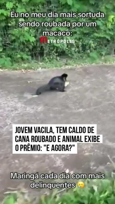 Macaquinho rouba caldo de cana em Maring&aacute;