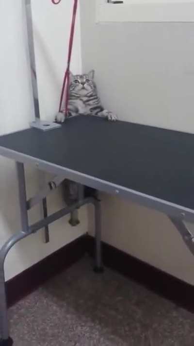 A cat being an escape artist
