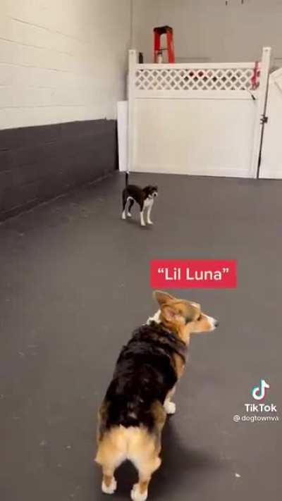 The way these dogs react when their names are called