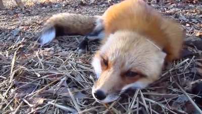 cute fox.