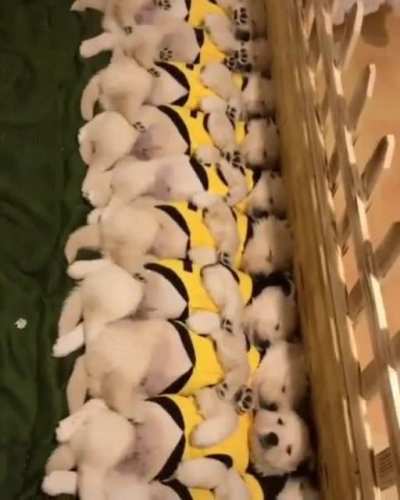 puppies waking up