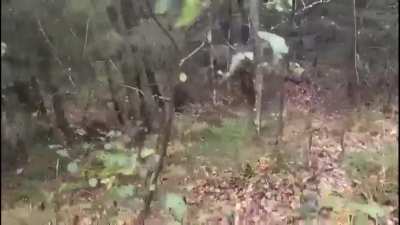 A hunter is charged by mama bear with 3 cubs. Doesn&rsquo;t shoot, gets away safely