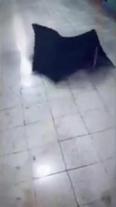 Umbrella