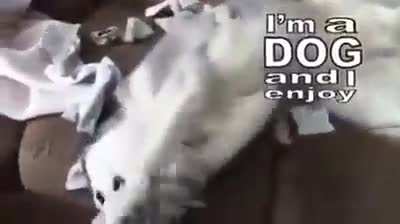 We are dogs