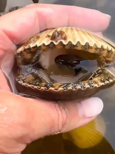 🔥 Scallops have up to 200 eyes